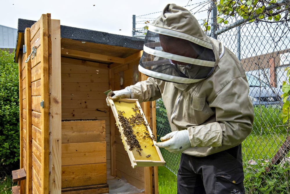 Biodlare håller i en vaxkaka från en bikupa.