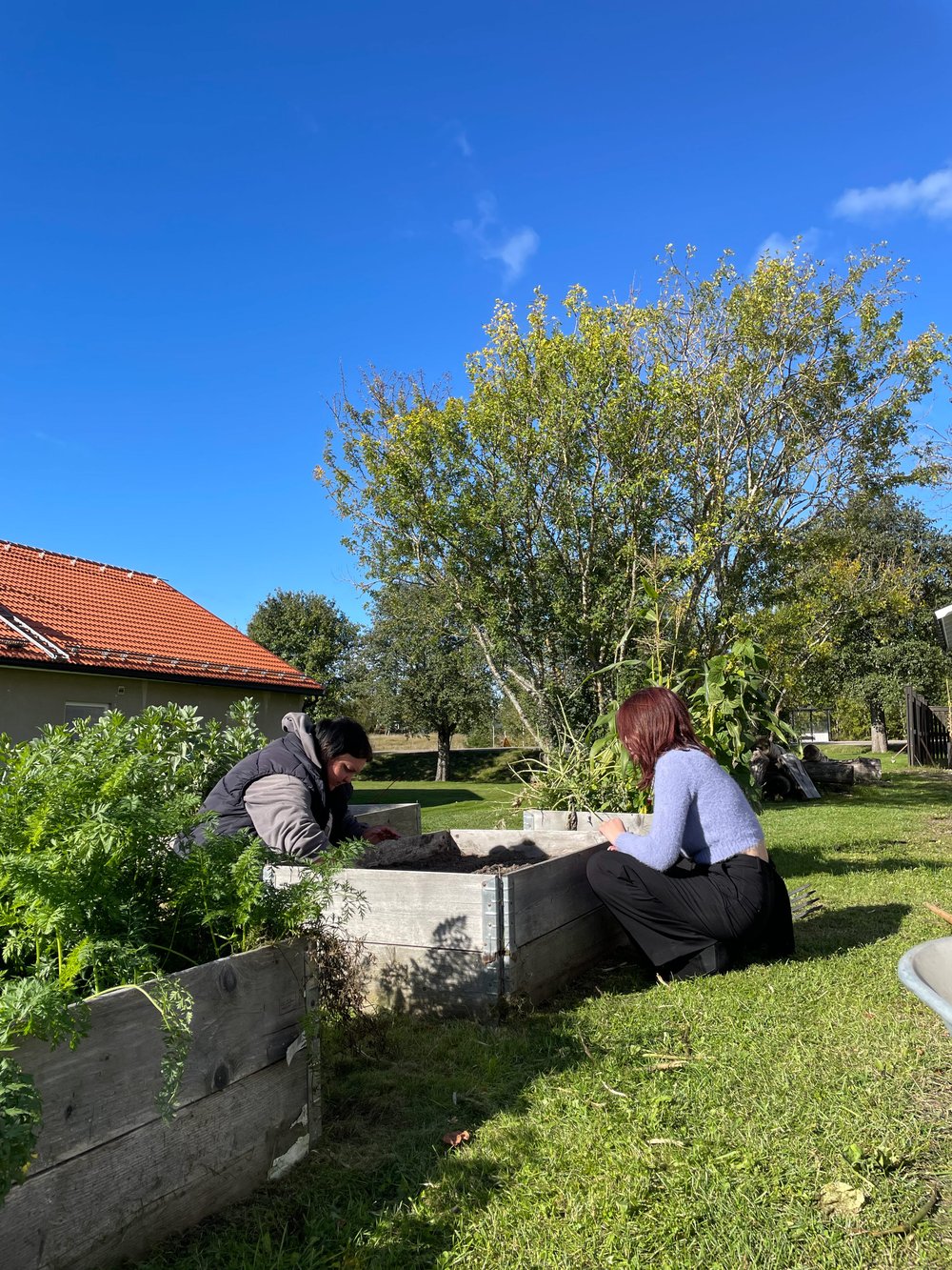 Deltagare i projektet FolkisUng arbetar tillsammans med plantering i en odlingslåda vid Västerbergs folkhögskola.