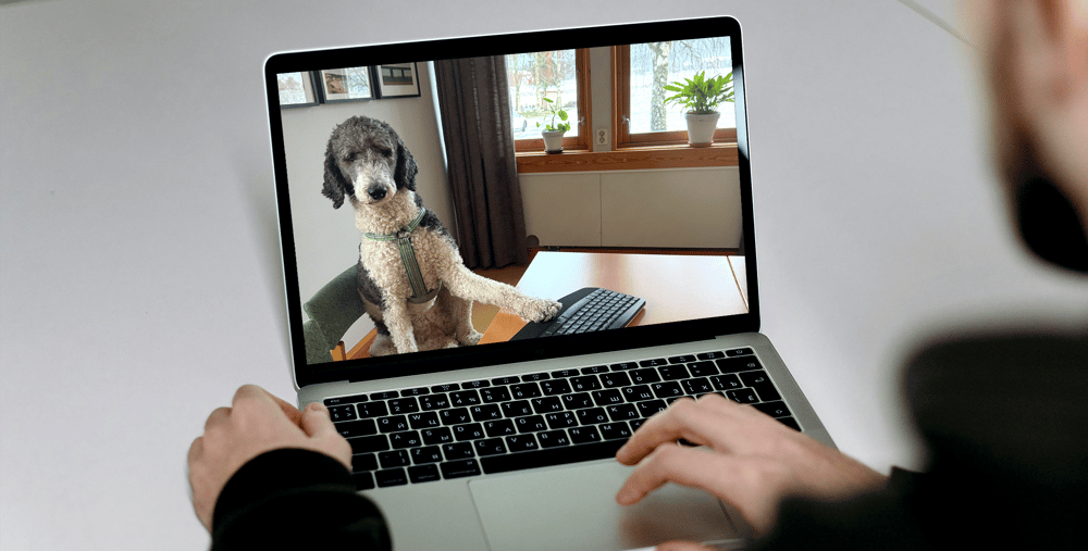 En person som använder en bärbar dator med en hund på skärmen.