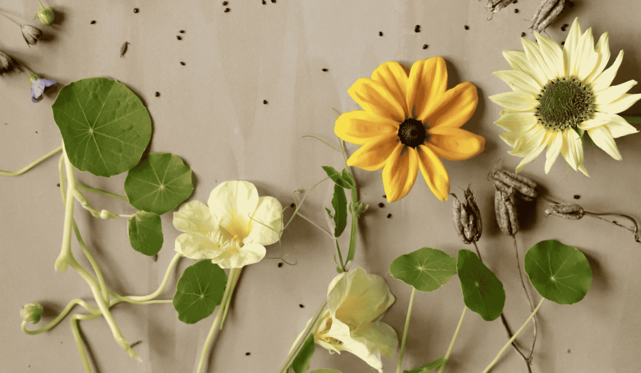 Blommor och frön som ligger på ett bord.