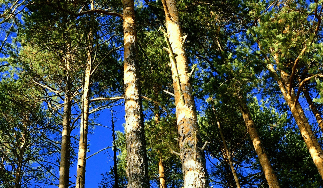 Samla kraft, sommarkurs Forsa folkhögskola 2021