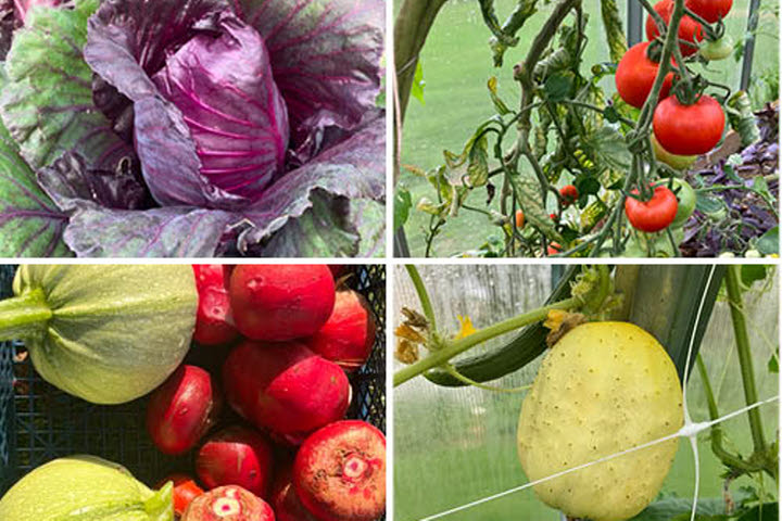 Kollage av 6 bilder med olika grönsaker att odla i växthus