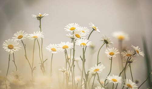 Blommor, prästkragar