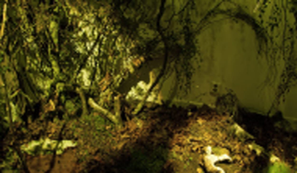 Inomhusskog Lova Delfin